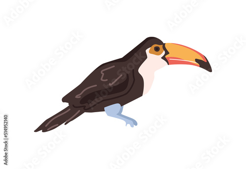 Toucan wildlife and nature of Africa, isolated bird with massive beak and black plumage. Avian animals living in wilderness. Flat cartoon, vector illustration
