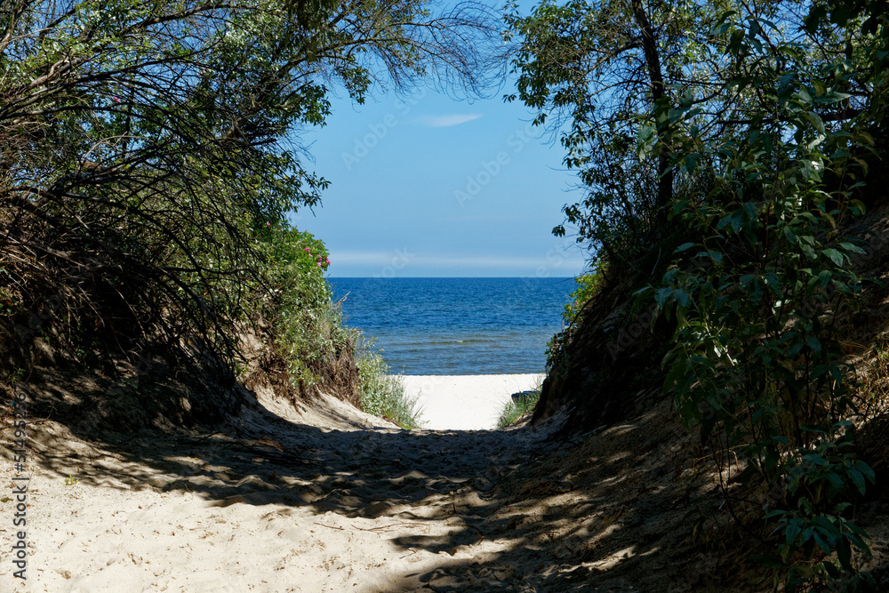 beach with trees