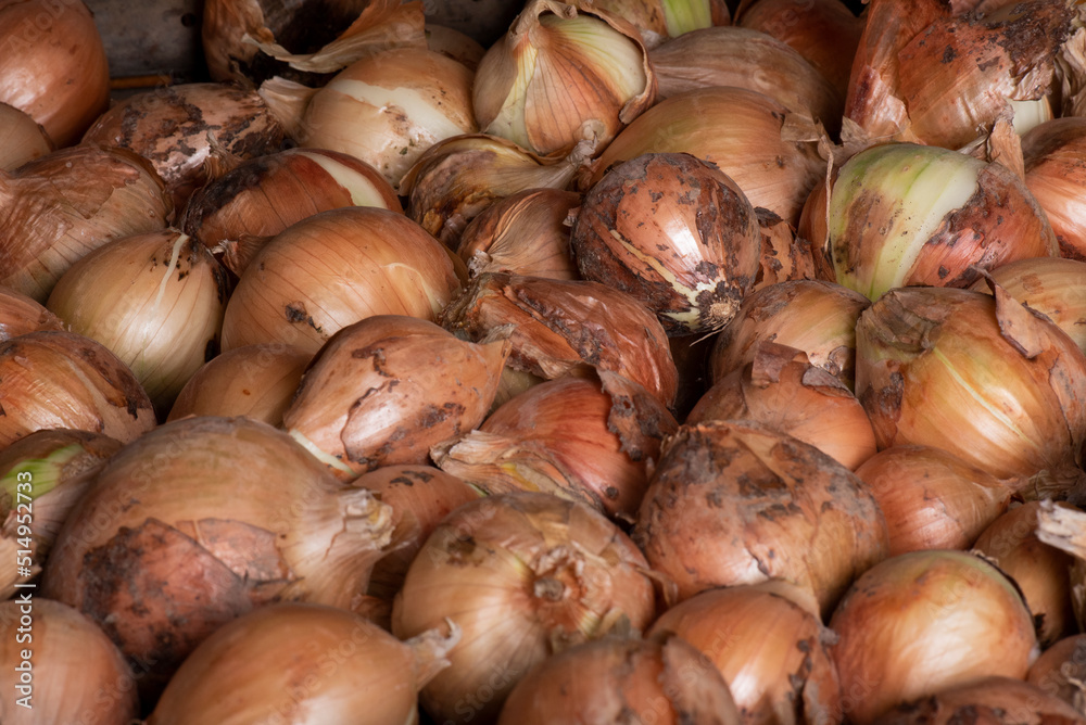 Cebollas amontonadas en el garaje, cebollas de la huerta, alimento para sofritos y base de muchos plantos, muy saludable Cebollas amontonadas en el garaje, cebollas de la huerta, alimento para sofritos y base de muchos plantos, muy saludable