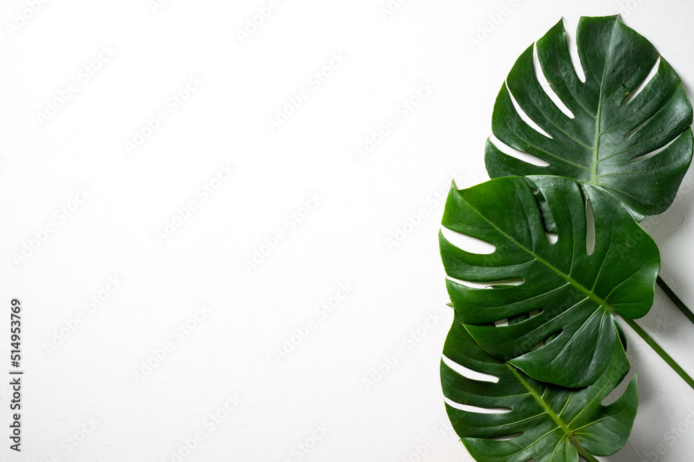 Fototapeta premium Tropical palm leaves isolated on white background.
