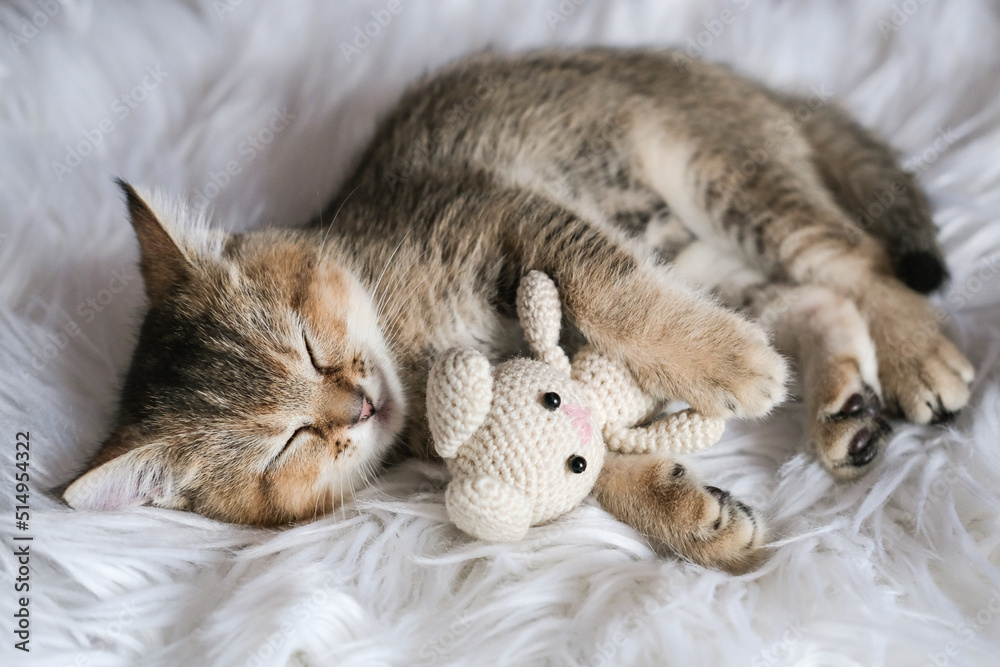 A cute kitten sleeps on a fluffy blanket, hugging a knitted toy rabbit. selective focus