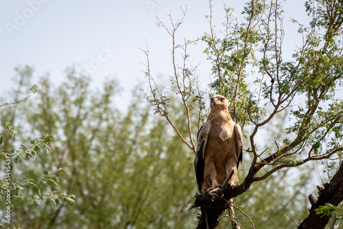 Tawny eagle or Aquila rapax bird of prey in natural green background perched on tree at tal chhapar sanctuary rajasthan India