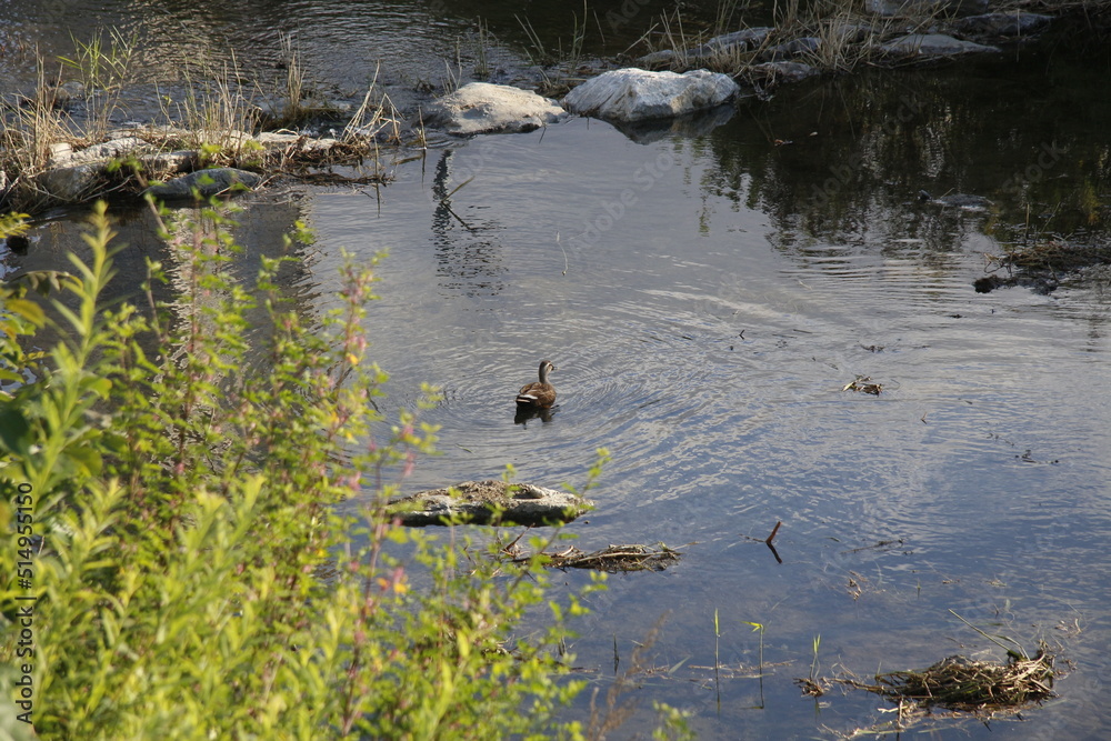 Fototapeta premium 오리