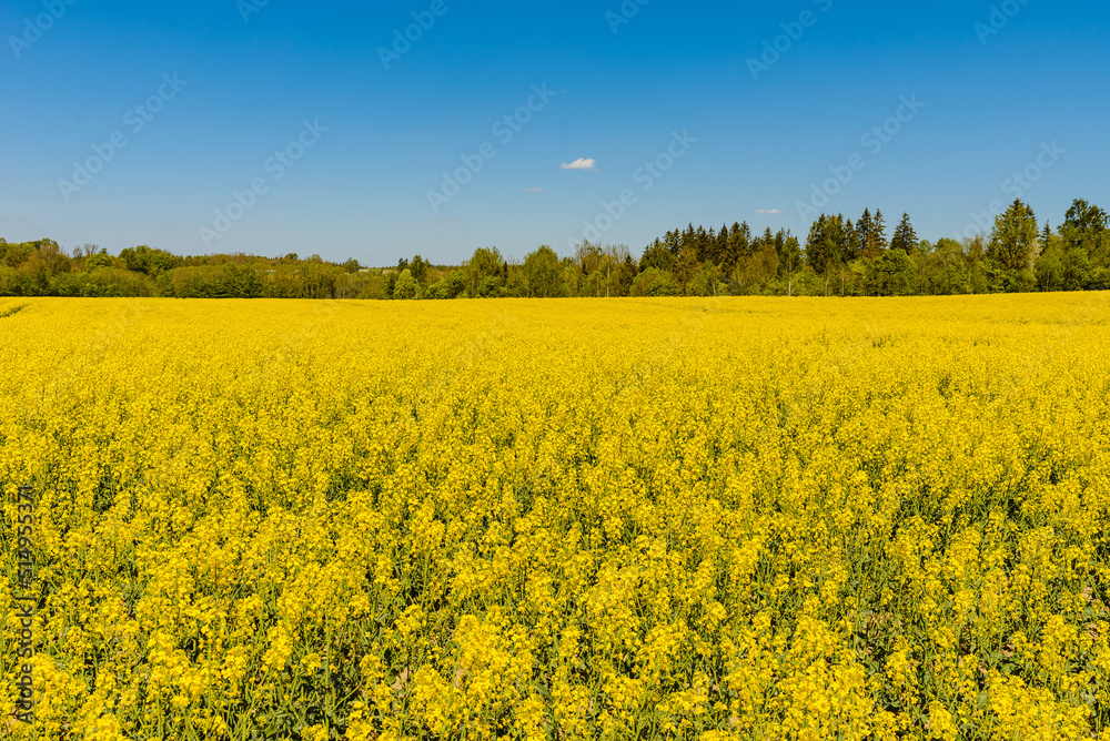 Agricultural field with rapeseed plants,blue sky. Oilseed, canola, colza. Nature background. Spring day landscape.Selective focus. Agricultural field with rapeseed plants,blue sky. Oilseed, canola, colza. Nature background. Spring day landscape.Selective focus.