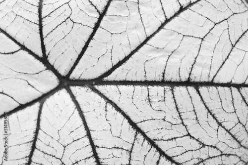 texture of a Caladium bicolor leave. black and white abstract background.