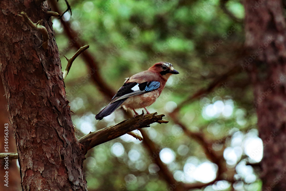 A very rare Eurasian Jay bird sitting on a branch in Pine Woods. The Pine Woods are located in Formby, Merseyside. These birds mimic sounds and use their reflectors on their wings to confuse predators A very rare Eurasian Jay bird sitting on a branch in Pine Woods. The Pine Woods are located in Formby, Merseyside. These birds mimic sounds and use their reflectors on their wings to confuse predators