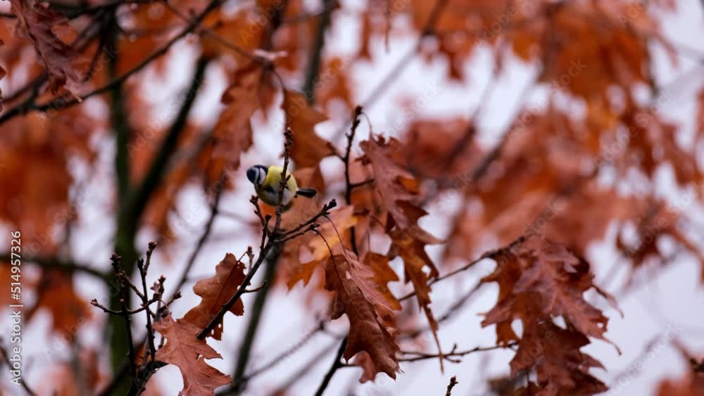 orange, crimson oak foliage, Quercus palustris leaves tremble in wind, autumn season in park, forest, banner with blurry bokeh, nature protection, concept of weather, background for designer orange, crimson oak foliage, Quercus palustris leaves tremble in wind, autumn season in park, forest, banner with blurry bokeh, nature protection, concept of weather, background for designer