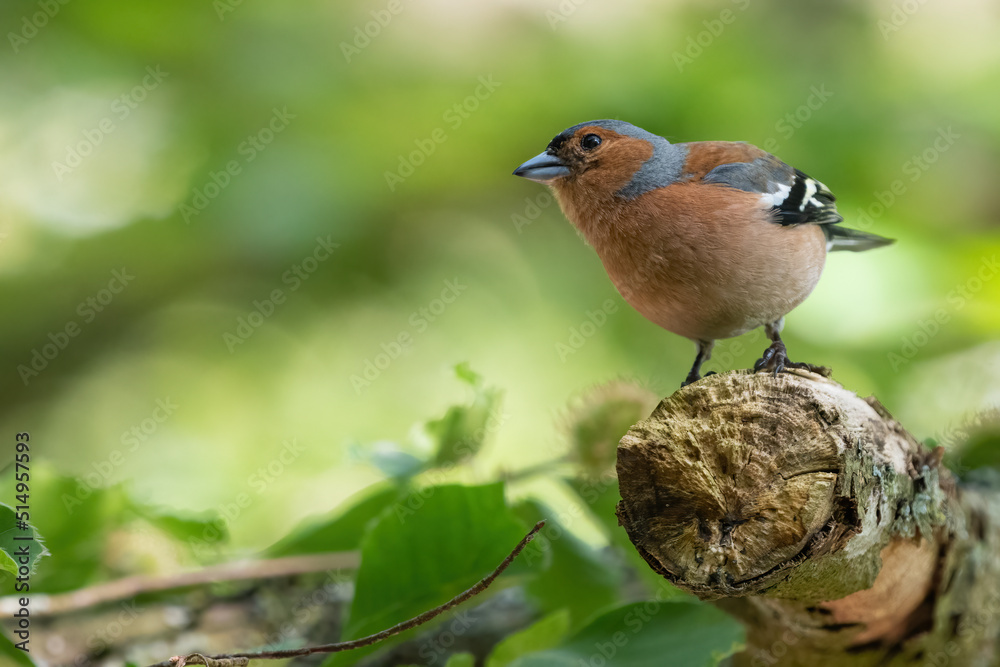 Male chaffinch (Fringilla coelebs) in the forest Male chaffinch (Fringilla coelebs) in the forest
