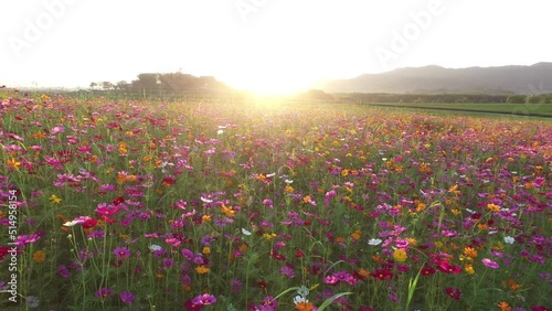 Panning shot of cosmos flower fields at sunrise