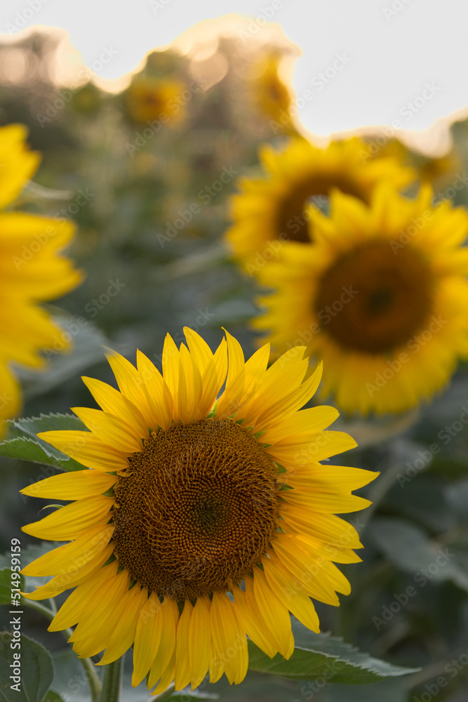 sunflower in the field
