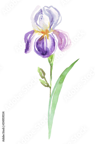 Watercolor iris flower. Hand-painted illustration