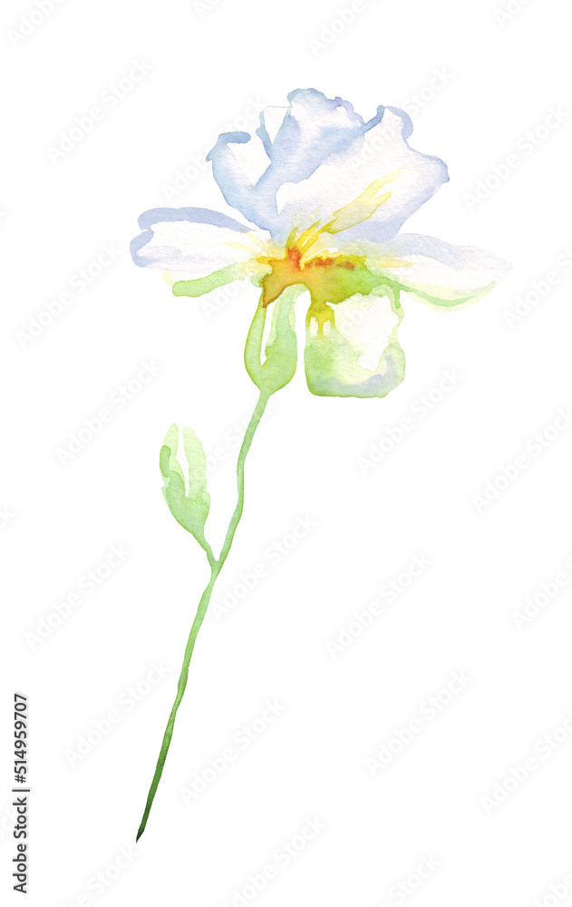 Obraz premium Watercolor iris flower. Hand-painted illustration