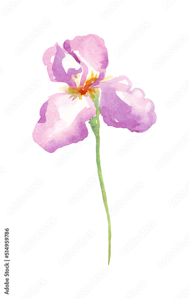 Watercolor iris flower. Hand-painted illustration Watercolor iris flower. Hand-painted illustration