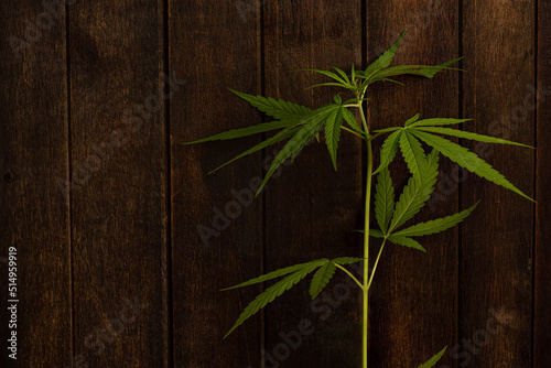 Marijuana tree on an old wood background.