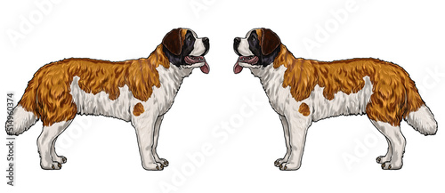 The Saint Bernard - very large working dog. Isolated illustration for coloring book.