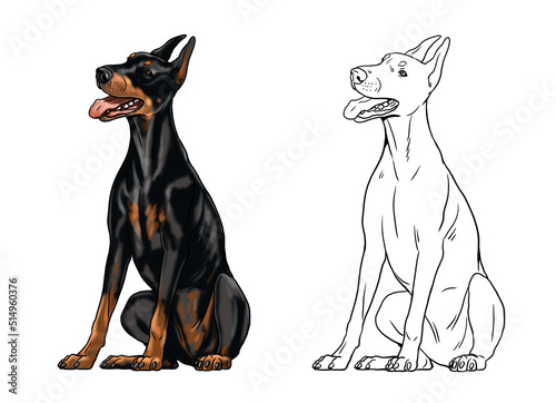 Cute dobermann drawing for coloring book. Isolated illustration with the elegant dog. Black doberman pinscher drawing.