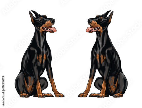 Cute dobermann drawing for coloring book. Isolated illustration with the elegant dog. Black doberman pinscher drawing.	 photo