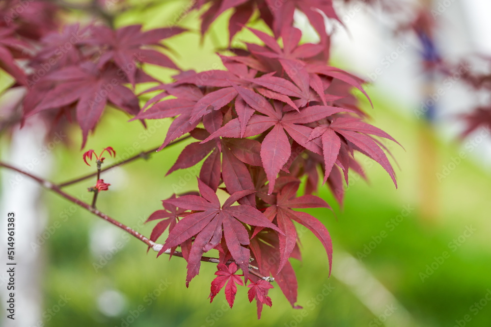A lush and beautiful feather maple plant