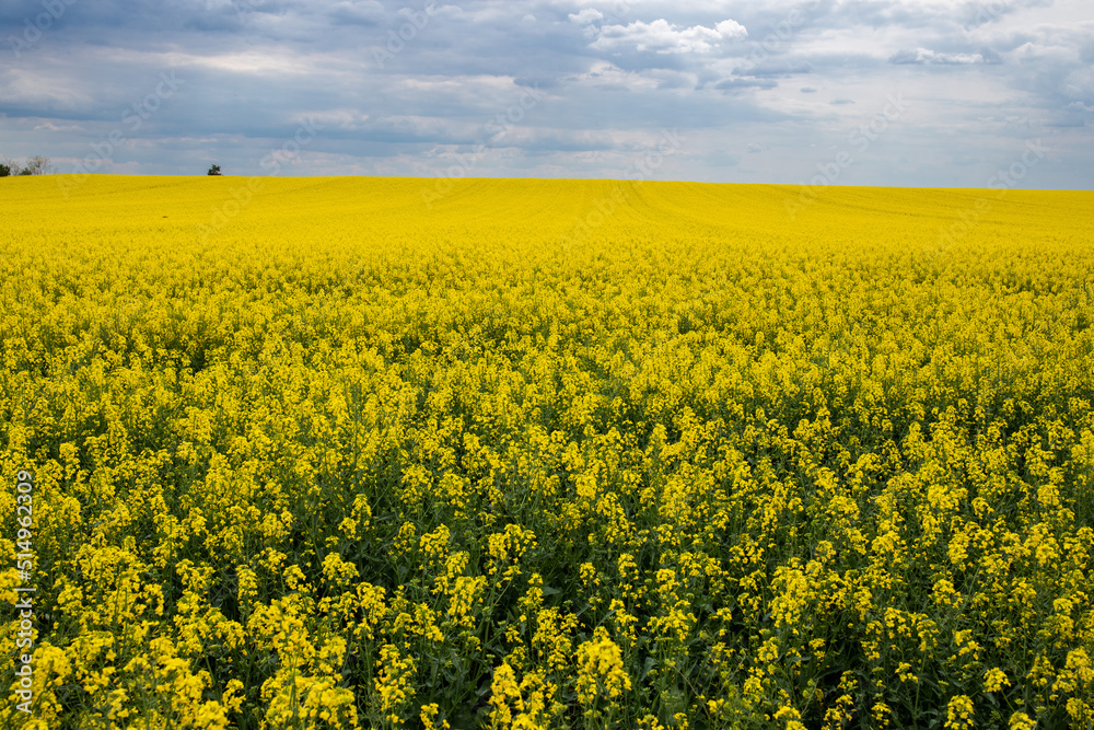 Yellow rapeseed field in early summer