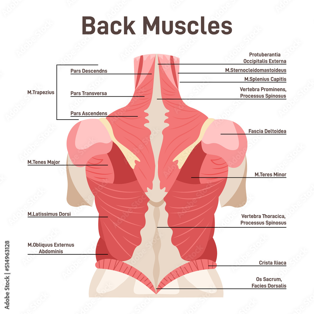 Back muscles system. Didactic scheme of anatomy of human muscular Stock