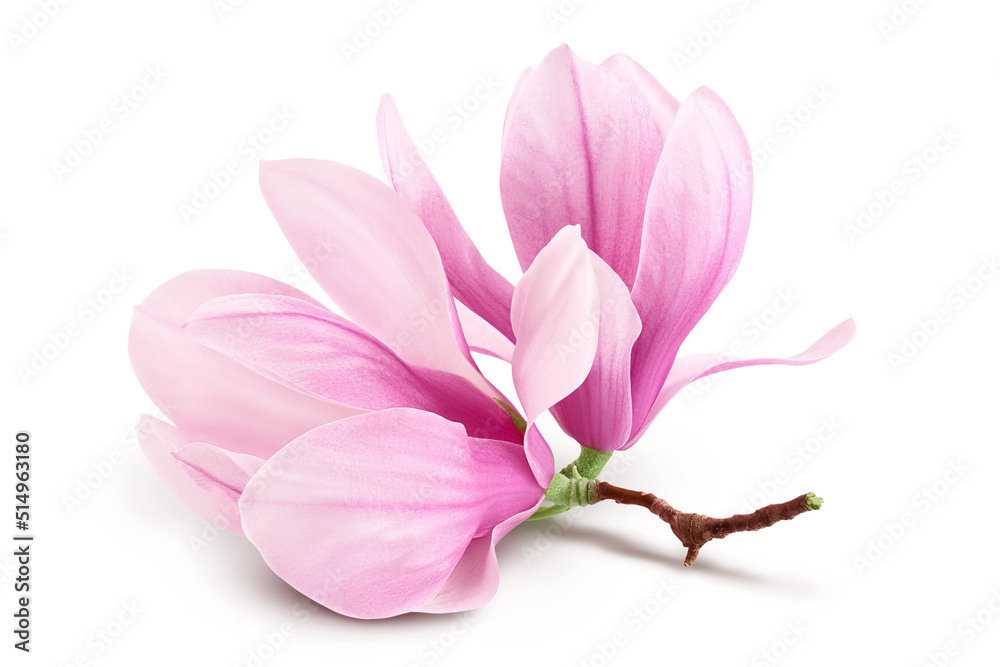Pink magnolia flower isolated on white background with full depth of field Pink magnolia flower isolated on white background with full depth of field