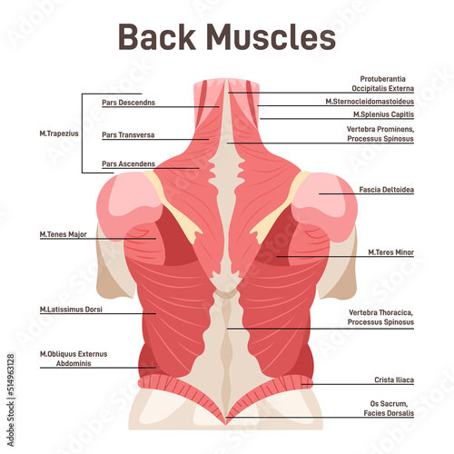 Back muscles system. Didactic scheme of anatomy of human muscular