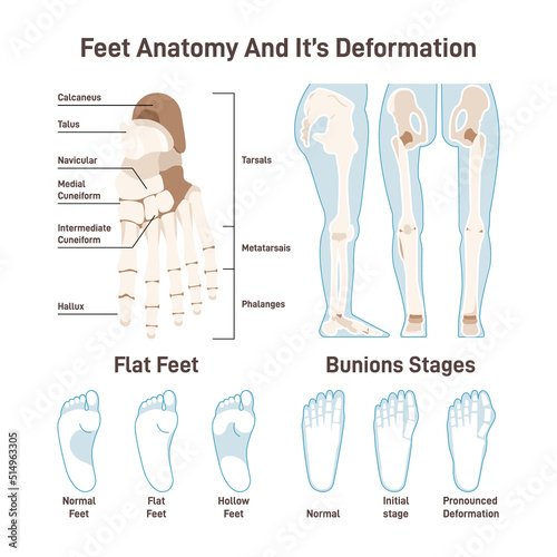 Human foot bones. Footstep anatomical structure with captions,