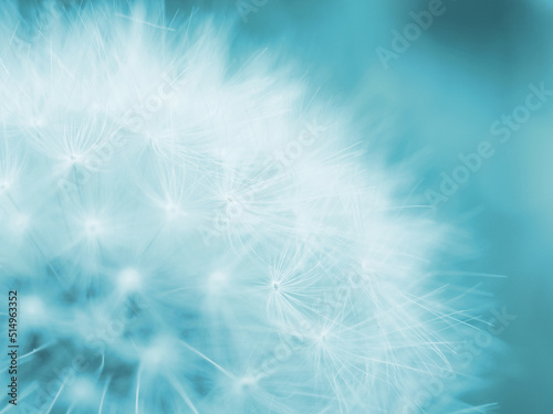 Dandelion downy head with seeds closeup. Summer floral background. Airy and fluffy wallpaper. Light blue tinted backdrop. Dandelion fluff wallpaper. Macro