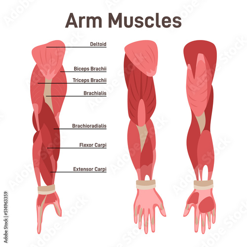 Arm muscle set. Didactic scheme of anatomy of human muscular system photo