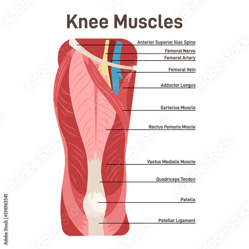 Knee muscles. Front view didactic scheme of anatomy of human muscular photo