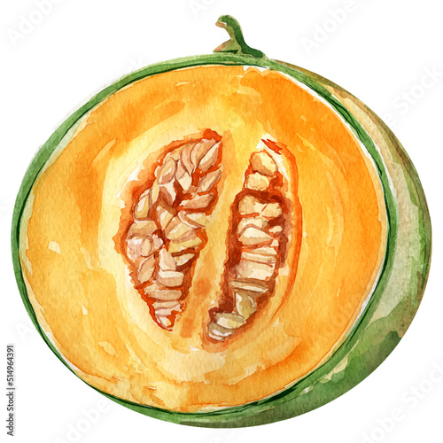 Melon half with seeds vector imitation watercolor