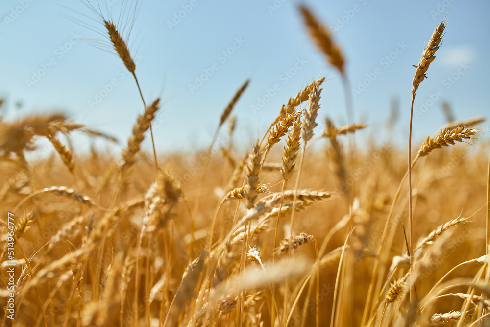 Wheat harvest, wheat field on the background of blue sky in the sun day, summer Wheat harvest, wheat field on the background of blue sky in the sun day, summer