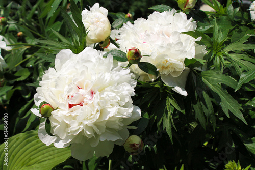 close-up white color blooming flower in sunlight  nature background  macro flower