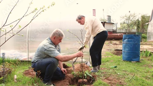 Two men are planting a young fruit tree together. Cultivation of fruit trees, spring work in the garden. The concept of agricultural work in the garden and in the country. UHD 4K.