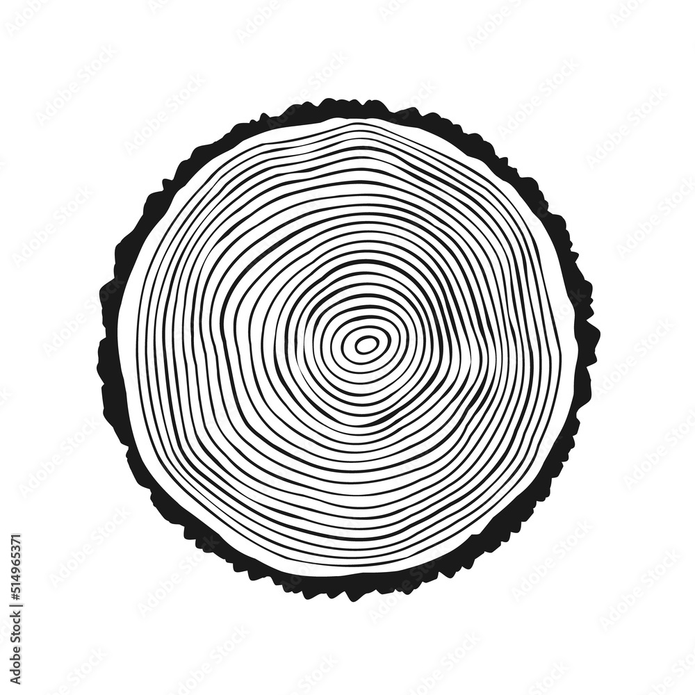 Fototapeta premium Round tree trunk cut, sawn pine or oak slice. Saw cut timber, wood. Wooden texture with tree rings. Hand drawn sketch. Vector illustration
