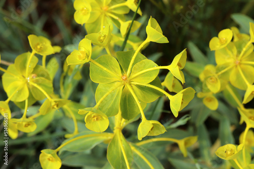 Macro photography of beautiful mountain flowers