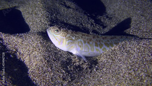 The night hunter Greater weever (Trachinus draco) waits for its prey partially or completely buried in the sand. photo