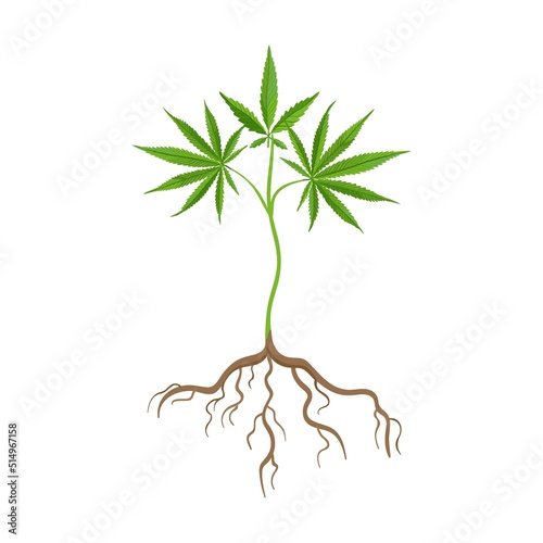 Cannabis plant flat icon. Hemp, cannabis, weed leaves isolated vector illustration collection. Drug plant cultivation