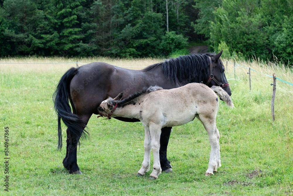 The mare and the foal are standing in the meadow. The foal sucks milk