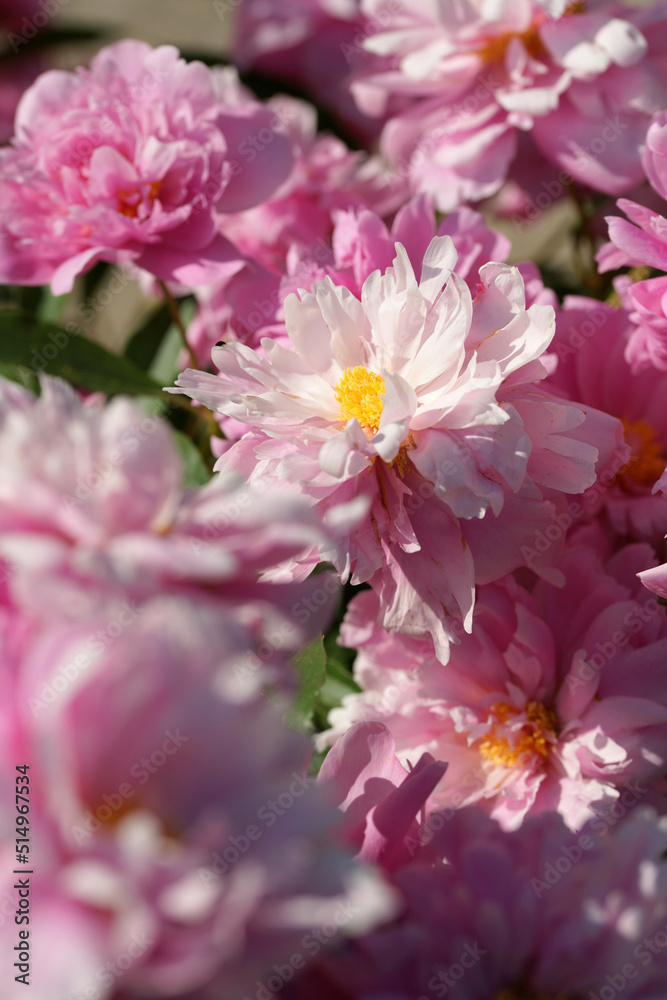 Garden with peonies in early summer Garden with peonies in early summer