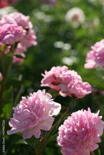 Fototapeta Naklejka Na Ścianę i Meble -  Garden with peonies in early summer