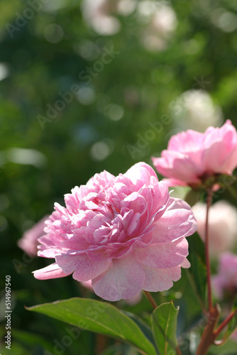 Fototapeta Naklejka Na Ścianę i Meble -  Garden with peonies in early summer