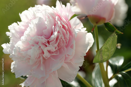 Fototapeta Naklejka Na Ścianę i Meble -  Garden with peonies in early summer