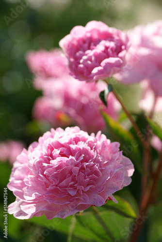 Fototapeta Naklejka Na Ścianę i Meble -  Garden with peonies in early summer