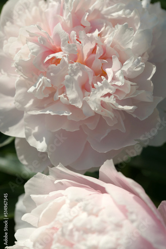 Fototapeta Naklejka Na Ścianę i Meble -  Garden with peonies in early summer