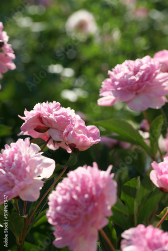 Fototapeta Naklejka Na Ścianę i Meble -  Garden with peonies in early summer
