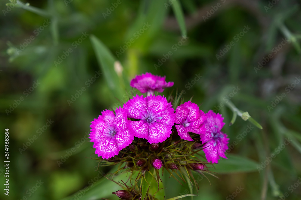 Pink Sweet Willian flowers Pink Sweet Willian flowers