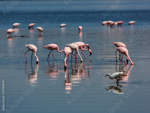 Flamingos in the water with their reflections in the foreground and some in the background. 