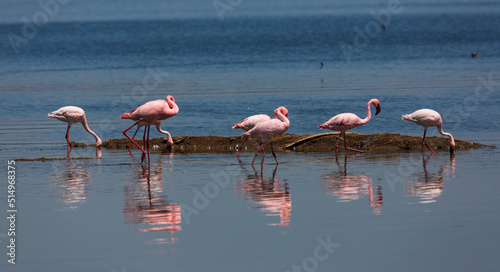 A group of flamingos with their reflection in the water. Nakuru lake. Kenya
