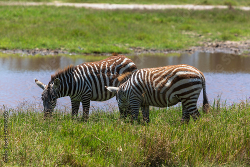 Two small zebras eating grass near water. Nakuru. Kenya